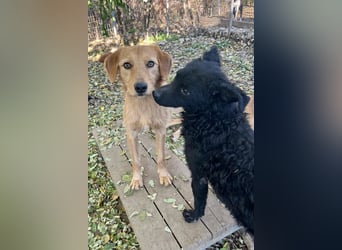 Kuckuck, wer schenkt Traumhund OLIVER ein liebevolles Zuhause?