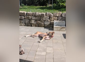 ANNI ❤️ lustige Galga, Pflgefamilie Bischberg