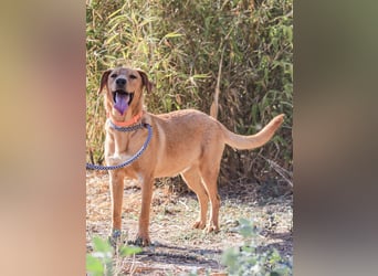 Badou, Mix Labrador / Schäferhund, lieb und sozial