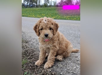 Cockapoo bereit zum Lieben!  - Schenken Sie sich selbst bedingungslose Liebe –