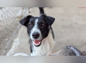 Powerpaket Laika, 1 Jahr, sucht ihresgleichen