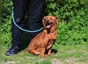 Amora, Mix Dackel / Pinscher, lieb und verträglich