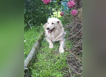 Taxo ist ein ruhiger, verschmuster Hund