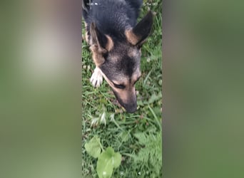 Wunderschöne Schäferhund Mischling Alfa sucht ein liebevolles Zuhause