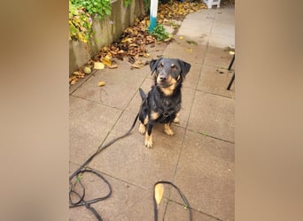 Günni - ein besonderer Hund sucht seine Menschen
