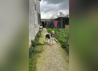 Elly - HAT  INTERESSENTEN- vorsictige Prinzessin sucht ihre erfahrenen Menschen mit Geduld und Liebe