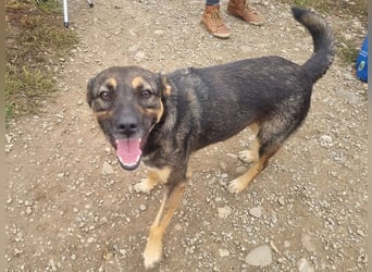 ♥CLIO♥ sehr menschenbezogene und zutrauliche Schmusebacke, die mal angefahren wurde 48 cm