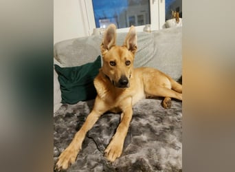 sanfter Rico in 88326 Zollenreute (Aulendorf) sucht sein Zuhause