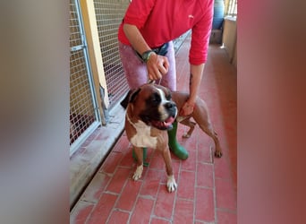 Thor, freundlicher Familienhund - NOTFALL -