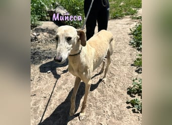 Muñeca 01/2019 (in Deutschland) - ausgeglichene und liebevolle, ganz besondere Galga!