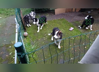 Verkaufe Reinrassige Border Collie Welpen