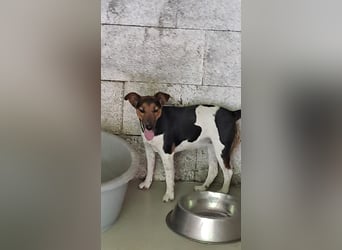 LEXI-ÜBER DEN ZAUN GEWORFEN