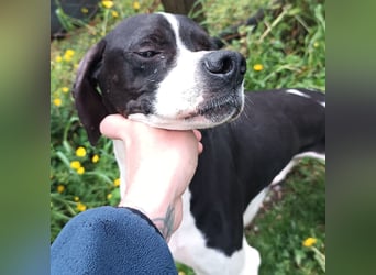 Stella  - glücklich mit Menschen - sagt Nein zur Jagd
