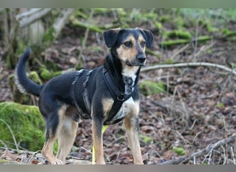 Oskar - sucht endlich ein Zuhause
