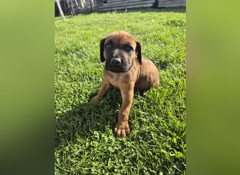 Ridgeback Welpen