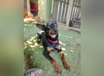 Coqueta, eine süße Pinscher Dame