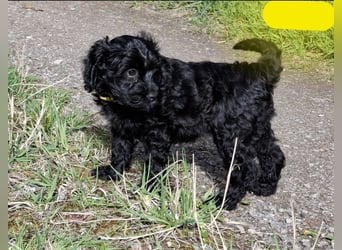 Cockapoo bereit zum Lieben!  - Schenken Sie sich selbst bedingungslose Liebe –
