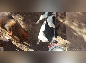 Oreo wartet in der Nähe von München