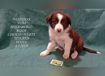 Border Collie-Welpen , black-,choco-,red-white und red-,black-merle