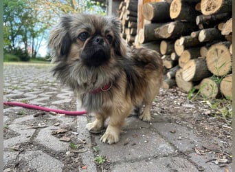 Odett, 1 Jahr, 25cm sucht ihre Leute