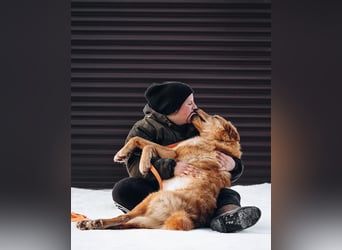 Total verschmuster Traumhund Yeti❤️mit Handicap sucht Menschen mit Herz