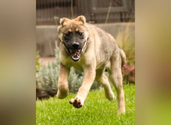LILY❤️HSH-Mix-Hündin: eine echte Herzensbrecherin & sanfte Seele