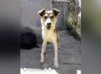 Familienhund Mortis sucht ein Zuhause