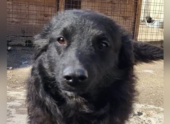 Duke ❤️ aufgeweckter, junger Kroat. Schäferhund-Mix-Bub!