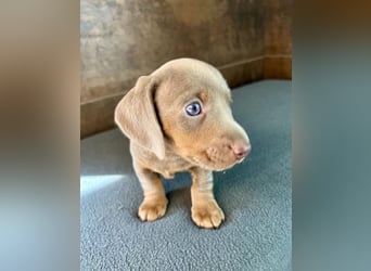 Zwerg Dackel Welpen in besonderen Farben (blue / choco / Harlekin) suchen tolles Zuhause