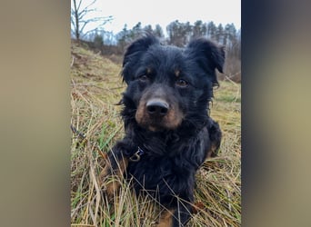 Herzenshund RALF möchte dein Schatten werden