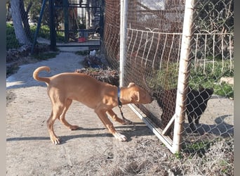 Pharaonenhund Feras