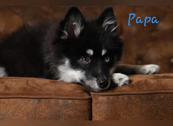 Zauberhafte Pomsky Welpen suchen ab sofort ihr neues Zuhause!