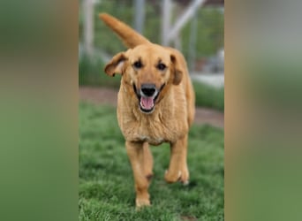 großer Herzenshund Bailey sucht noch seine Menschen