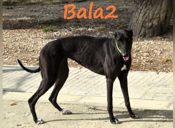 Bala2 10/2023 (ESP) - zärtliche, soziale und vornehme junge Galga!