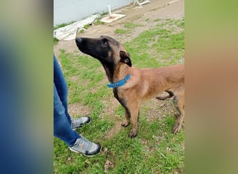 Salva, perfekter Malinois der einfach nur gefallen will