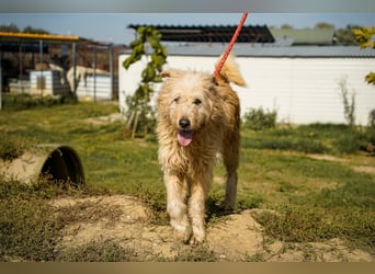 Messi, ein Hund mit viel Potential