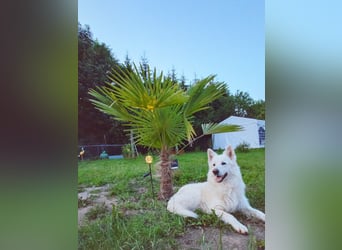 Welpen Weiße Schweizer Schäferhunde