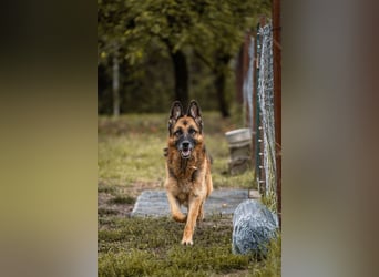 Tina: Traumhund sucht Traumzuhause