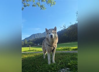 Alaskan Malamute oder Husky(?) sucht liebevolles und aktives Zuhause