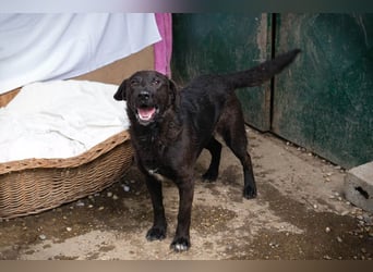 KYLO – Labradormix - freundlicher Begleiter mit ruhiger Ausstrahlung