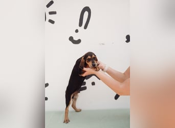 Jagdhund Mix Emil