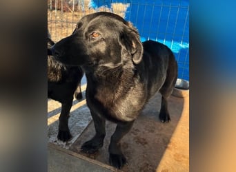 ⭐️MARIUCA⭐️, Hündin, 2 Jahre, 37 cm, Mischling, Tierschutz