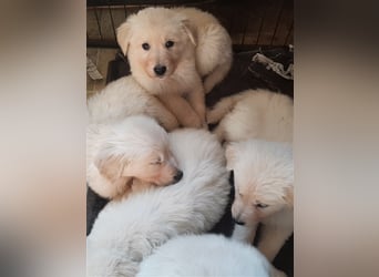 Golden Retriever X Berger blanc Suisse