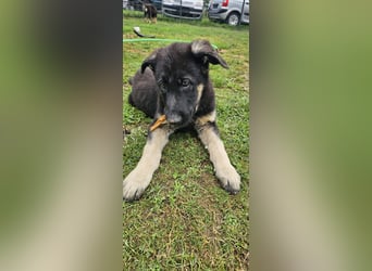 Osteuropäische Schäferhund Welpen