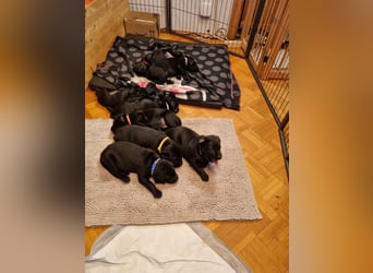 Labradorwelpen suchen bestes Zuhause
