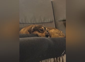 Liebevolles Zuhause für Zhuzhik gesucht