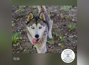 Ice: auf der Suche nach Wärme