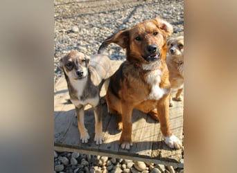 Spielen und Kuscheln - dafür ist Zuckerbub DARIO immer zu haben
