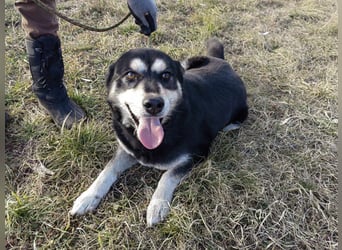 Nala, geb. 19.04.2021, 57cm, wünscht sich eine liebevolle Familie