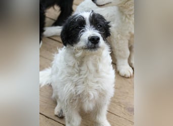 Herziger KELVIN sucht Kuschelpartner fürs Leben